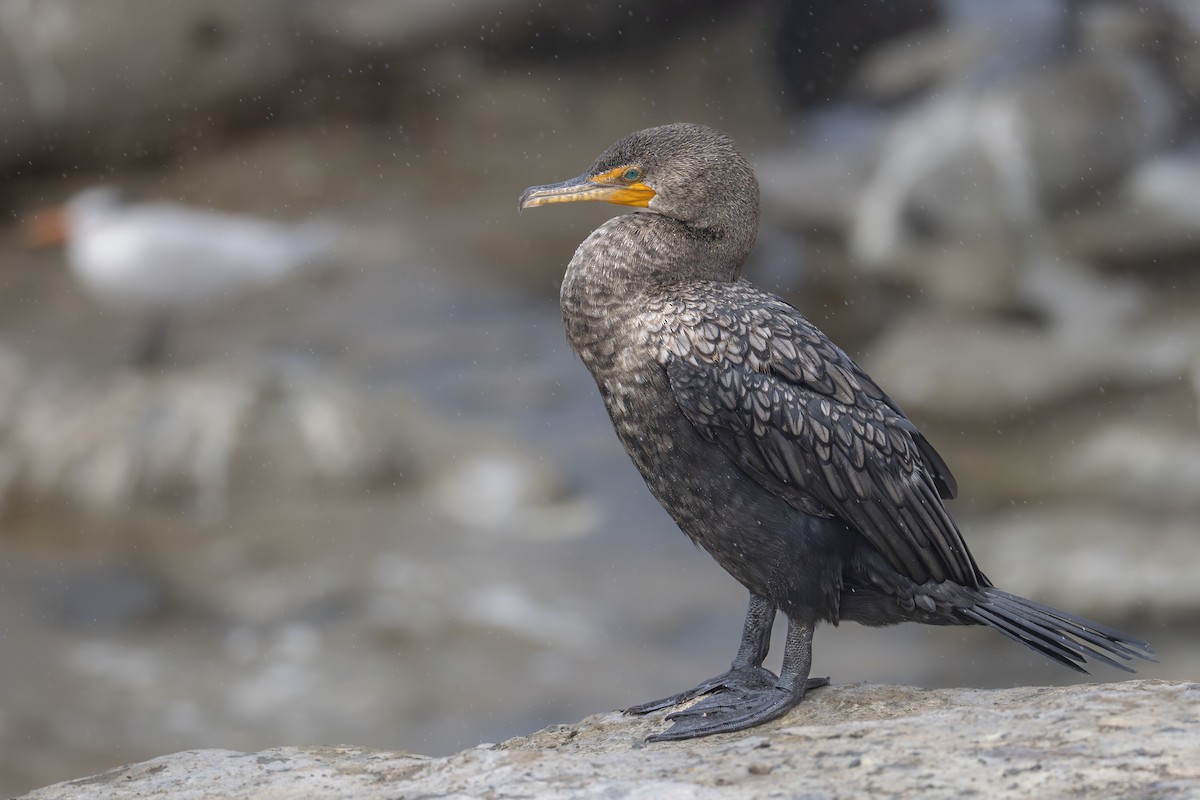 Double-crested Cormorant - ML645534845