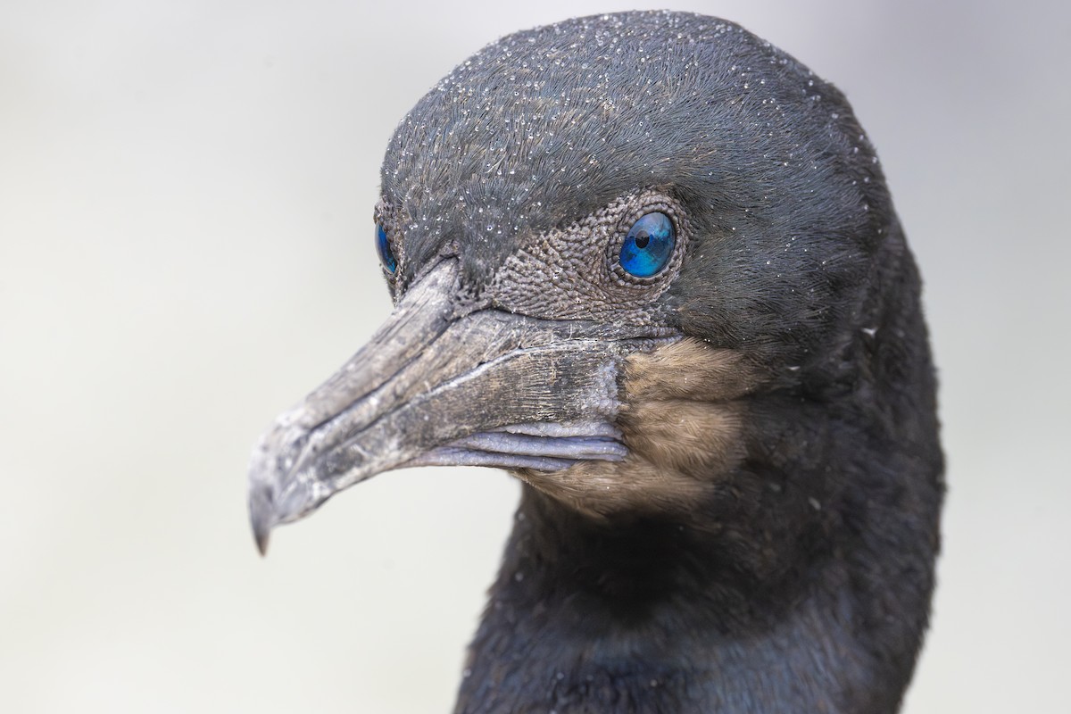 Brandt's Cormorant - ML645534846