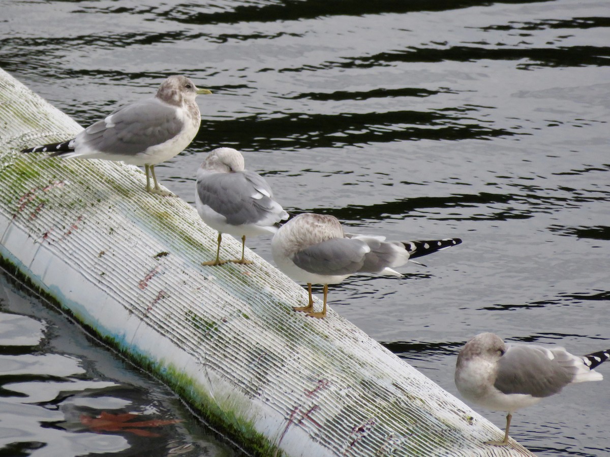 Short-billed Gull - ML645534847