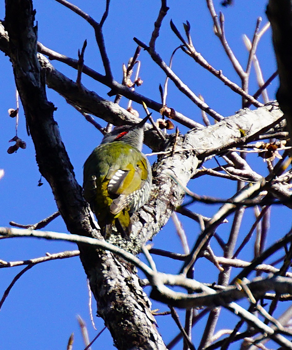 Japanese Woodpecker - ML645534848