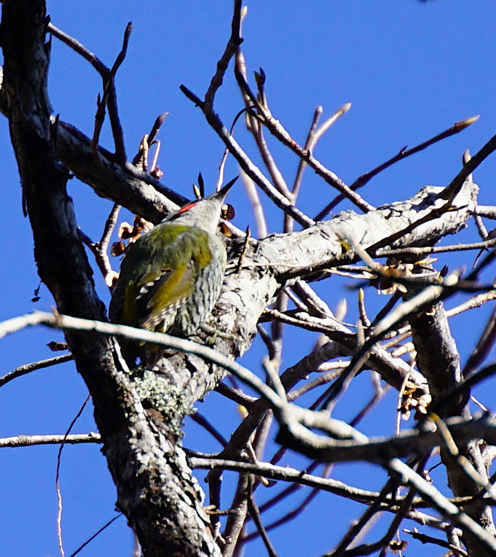 Japanese Woodpecker - ML645534850
