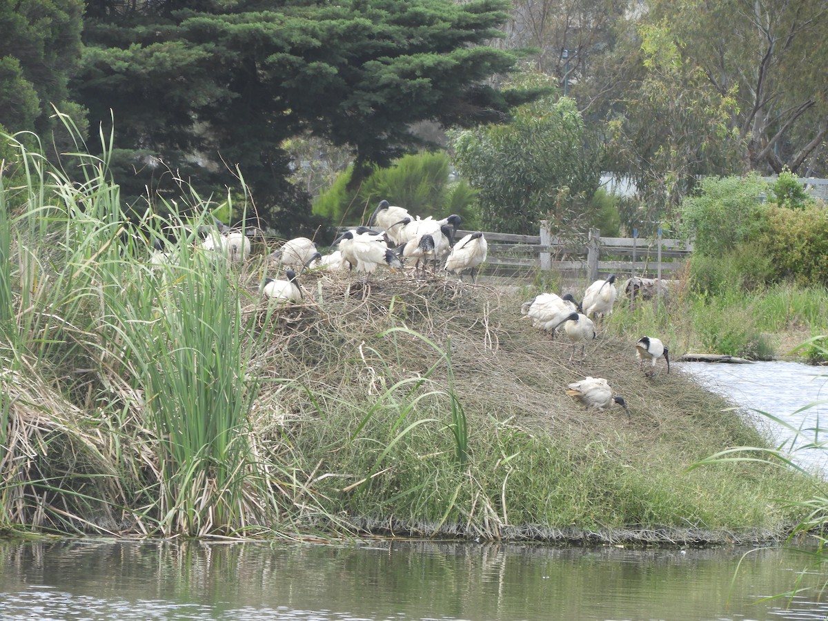 Australian Ibis - ML645534856