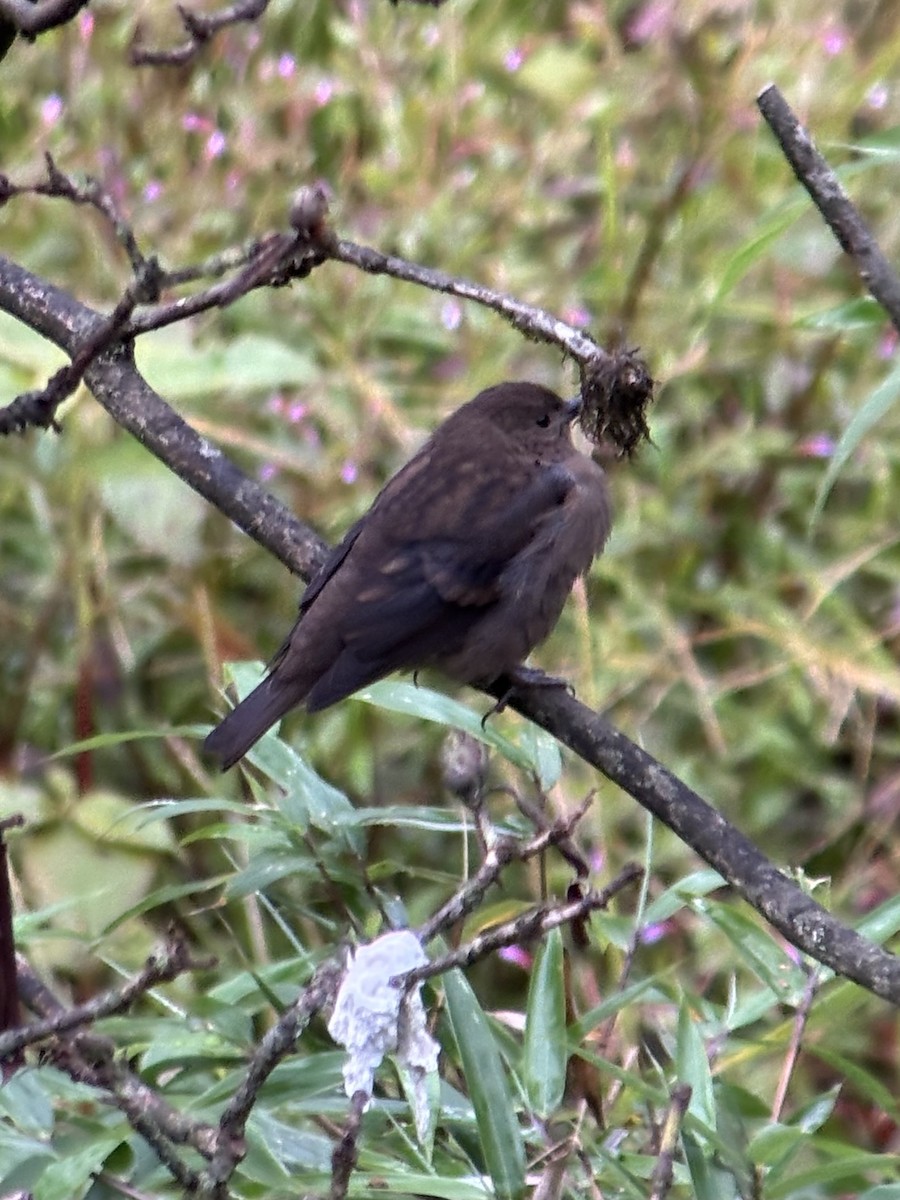 Dark-breasted Rosefinch - ML645534867