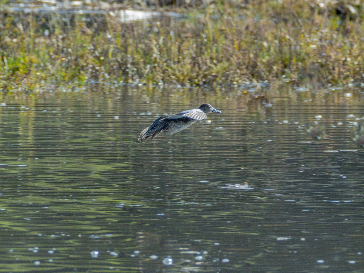 American Wigeon - ML645534870