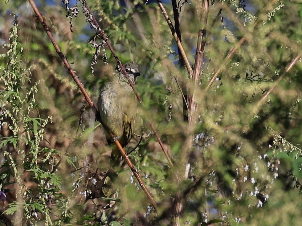 Flavescent Bulbul - ML645534872