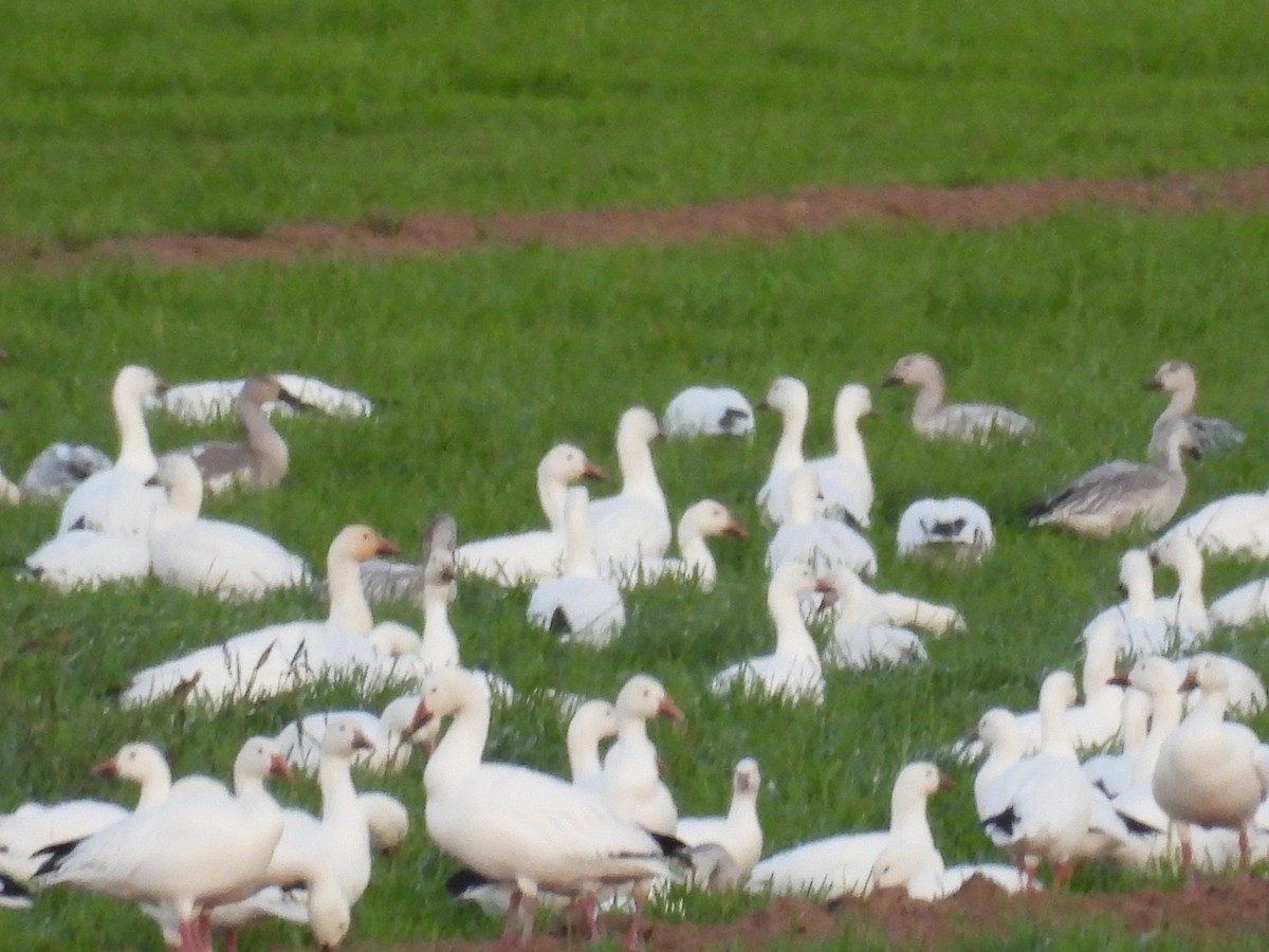 Snow Goose - ML645534873