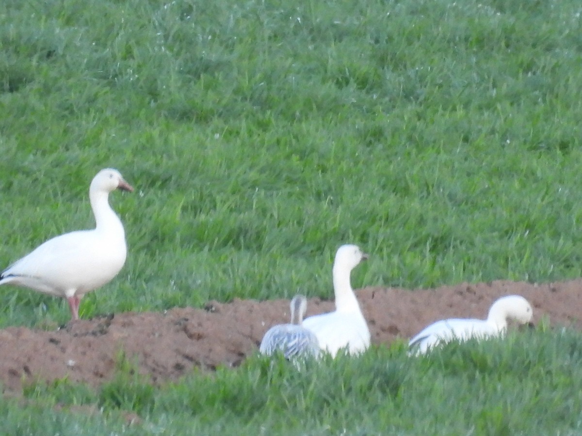 Snow Goose - ML645534874