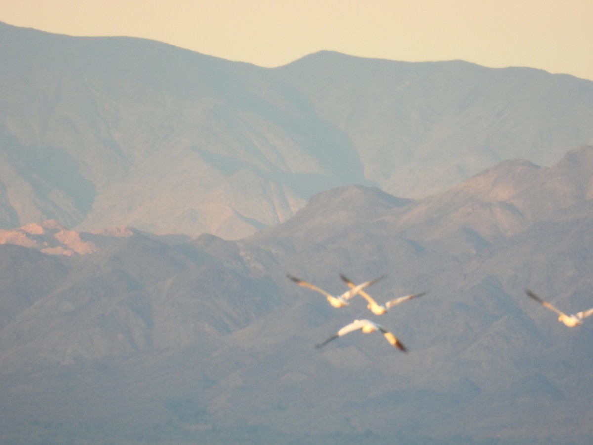 Snow Goose - ML645534876