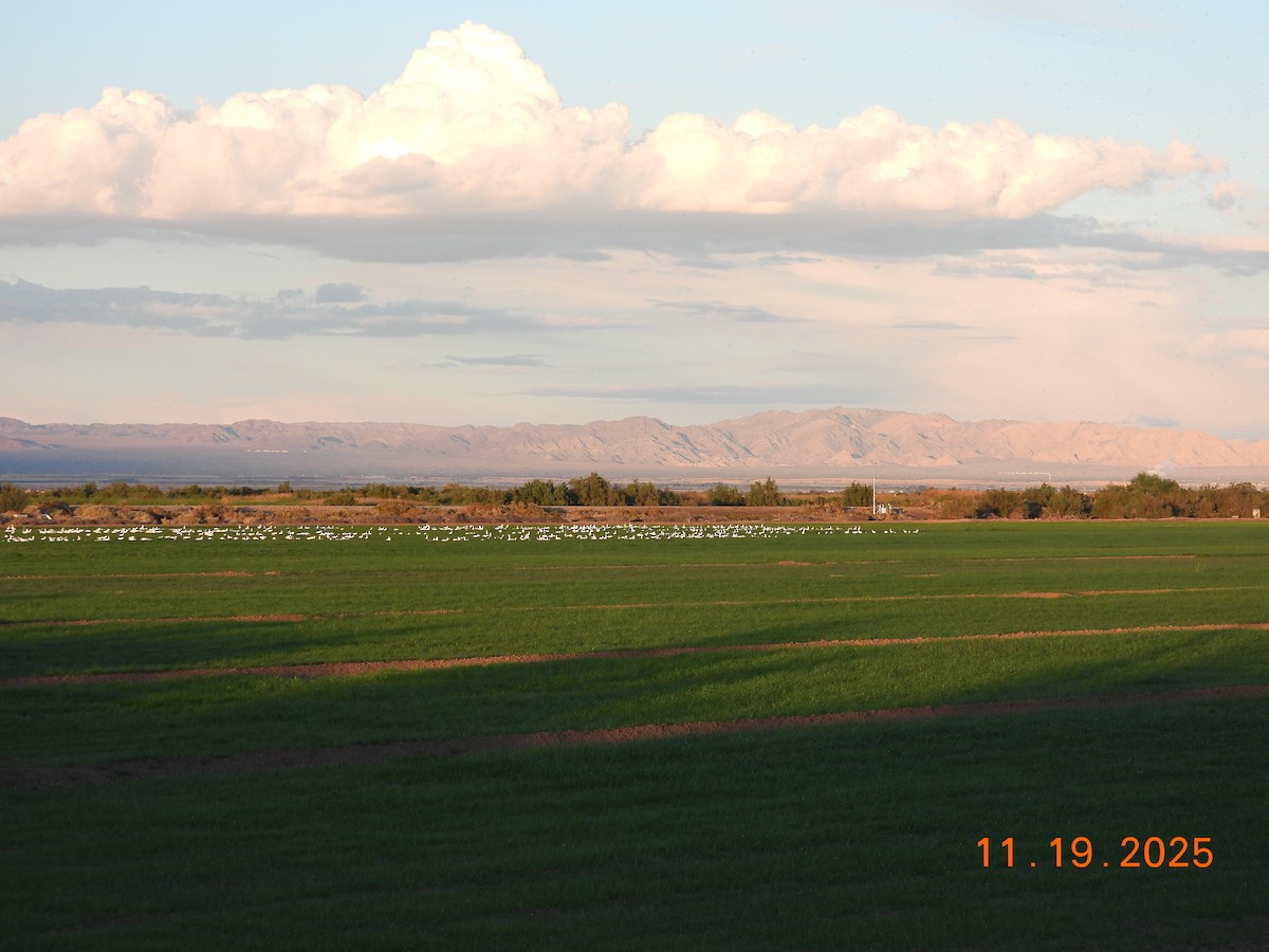 Snow Goose - ML645534877