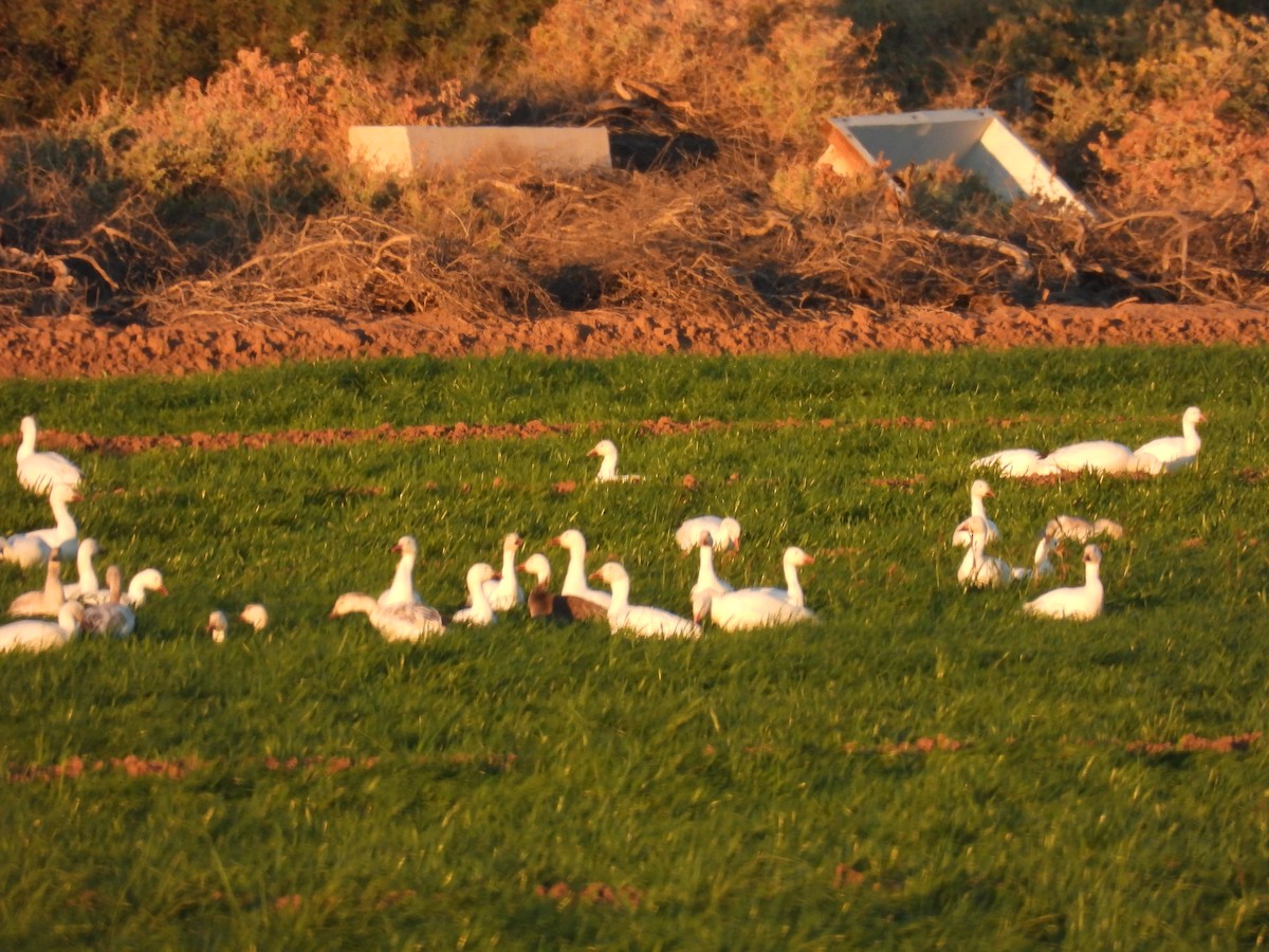 Snow Goose - ML645534878