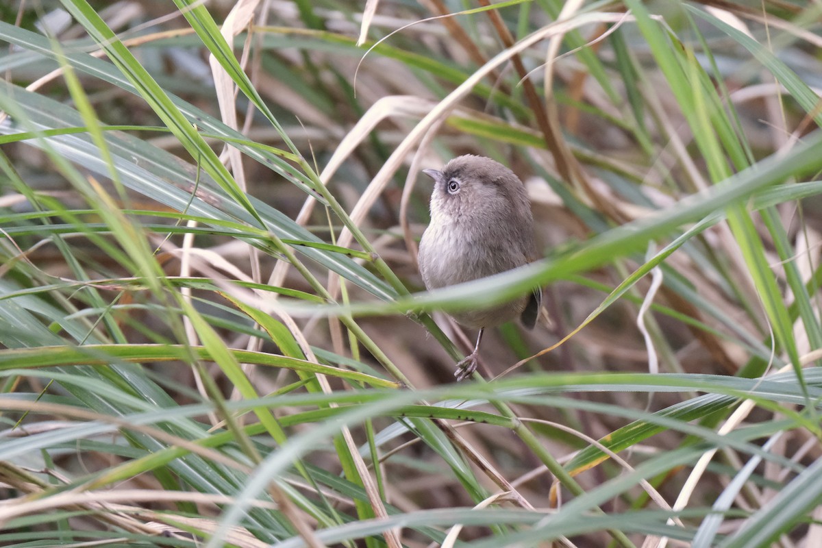 Taiwan Fulvetta - ML645534879