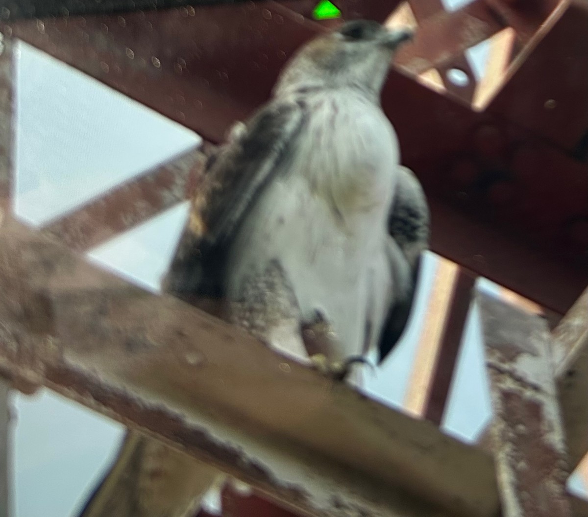 Bonelli's Eagle - ML645534881