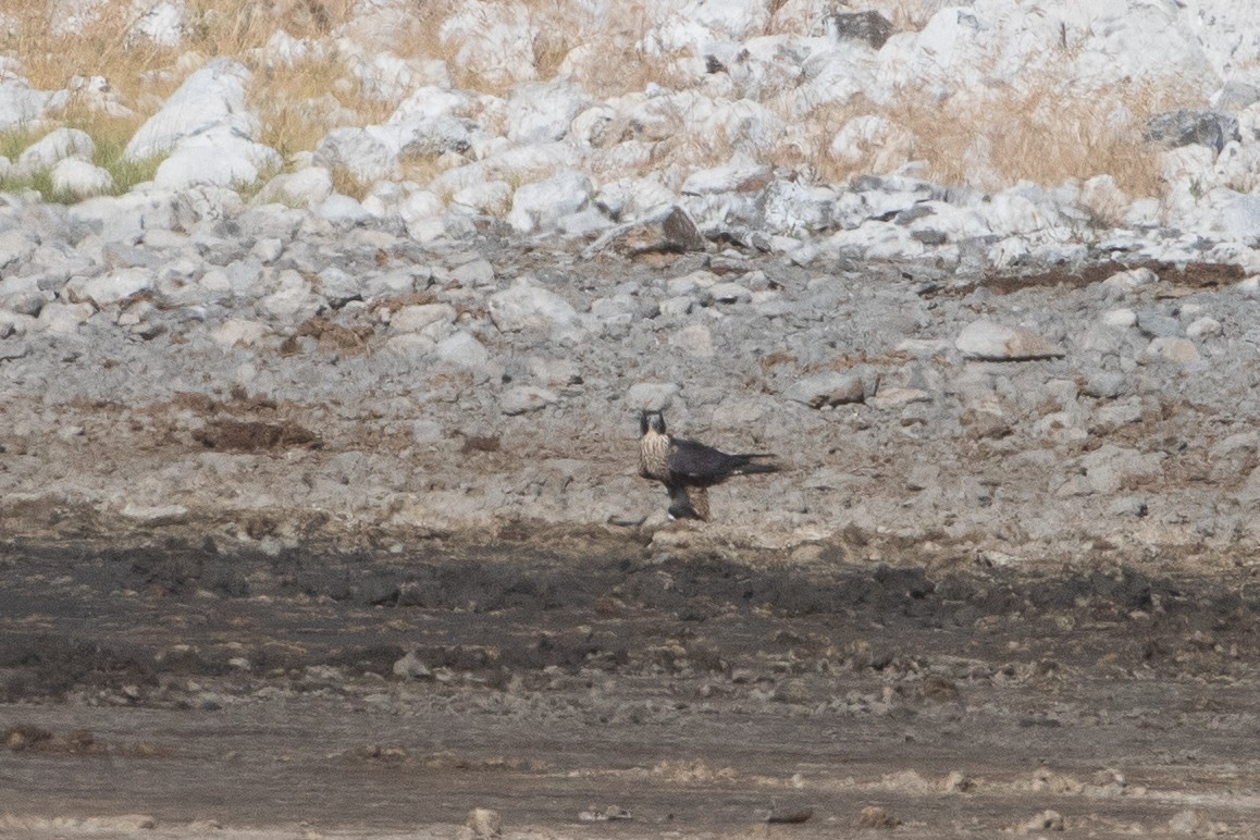 Peregrine Falcon - ML645534882