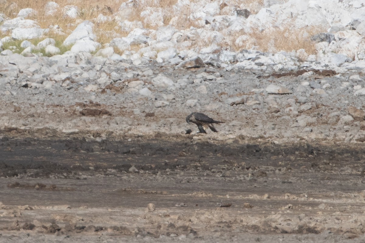 Peregrine Falcon - ML645534883