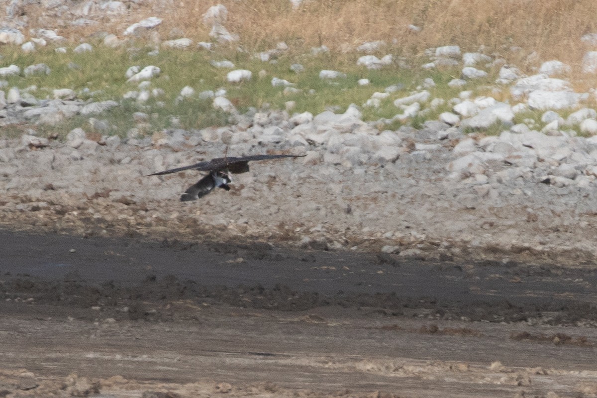 Peregrine Falcon - ML645534884