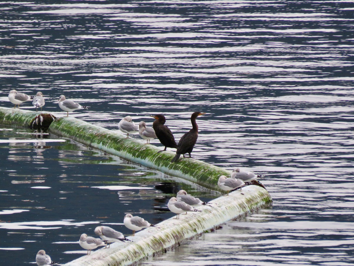 Double-crested Cormorant - ML645534887