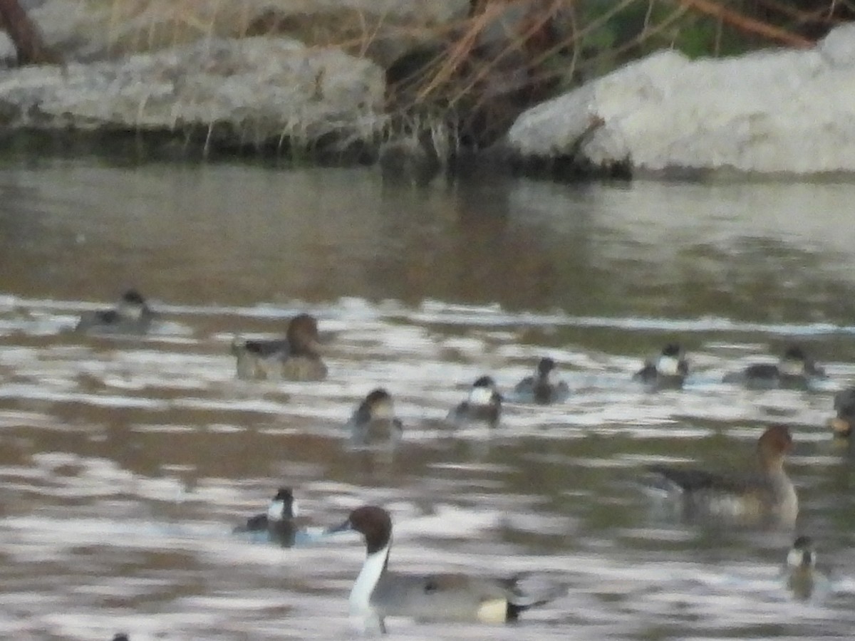 Northern Pintail - ML645534888