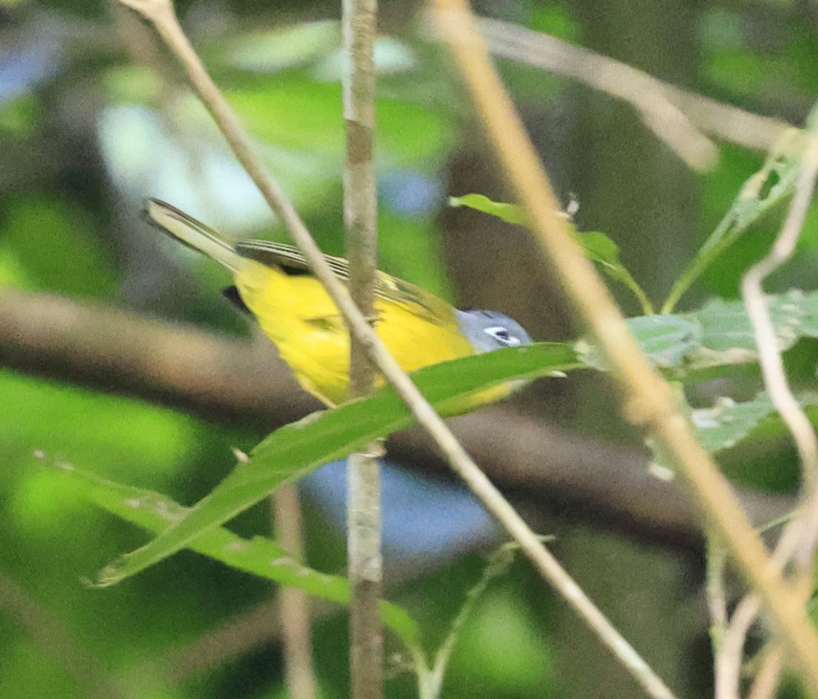 Gray-cheeked Warbler - ML645534889