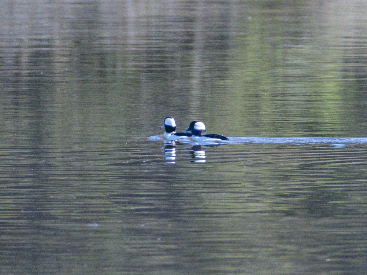 Bufflehead - ML645534890