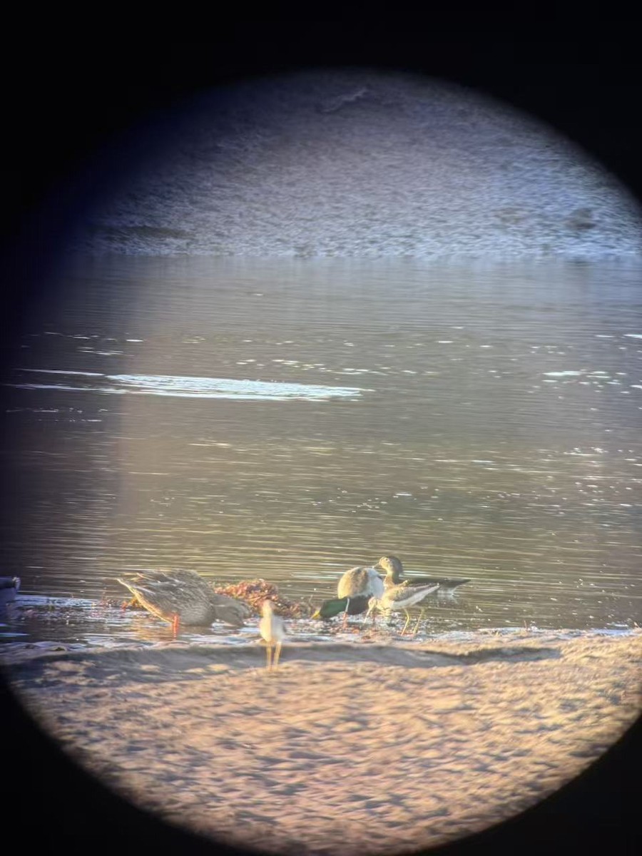 Wood Duck - ML645534891