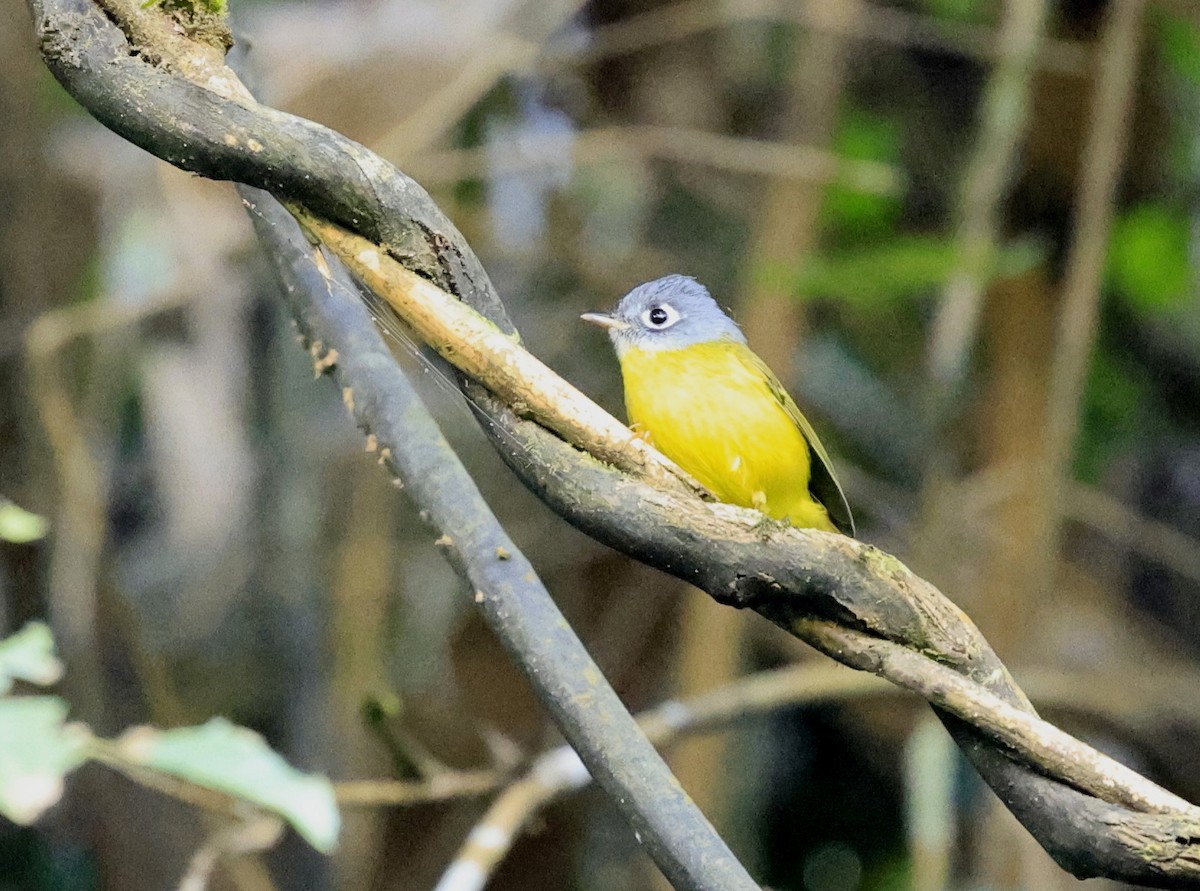 Gray-cheeked Warbler - ML645534892