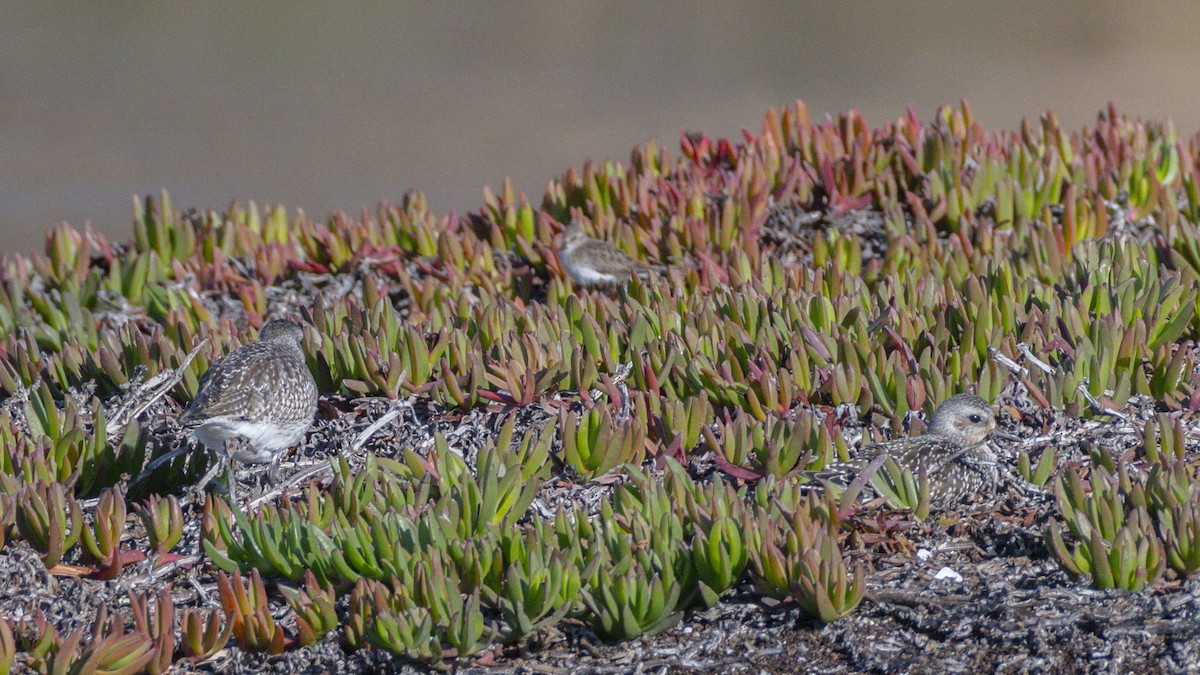 Black-bellied Plover - ML645534895