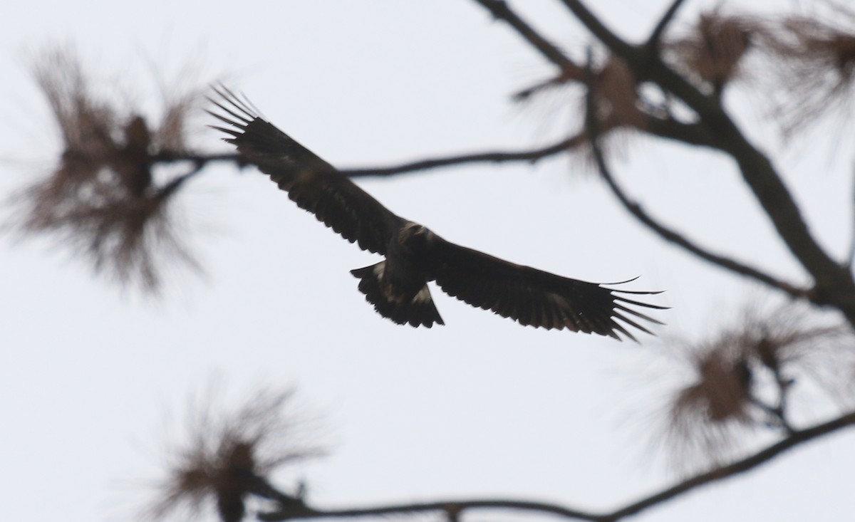 Golden Eagle - ML645534900