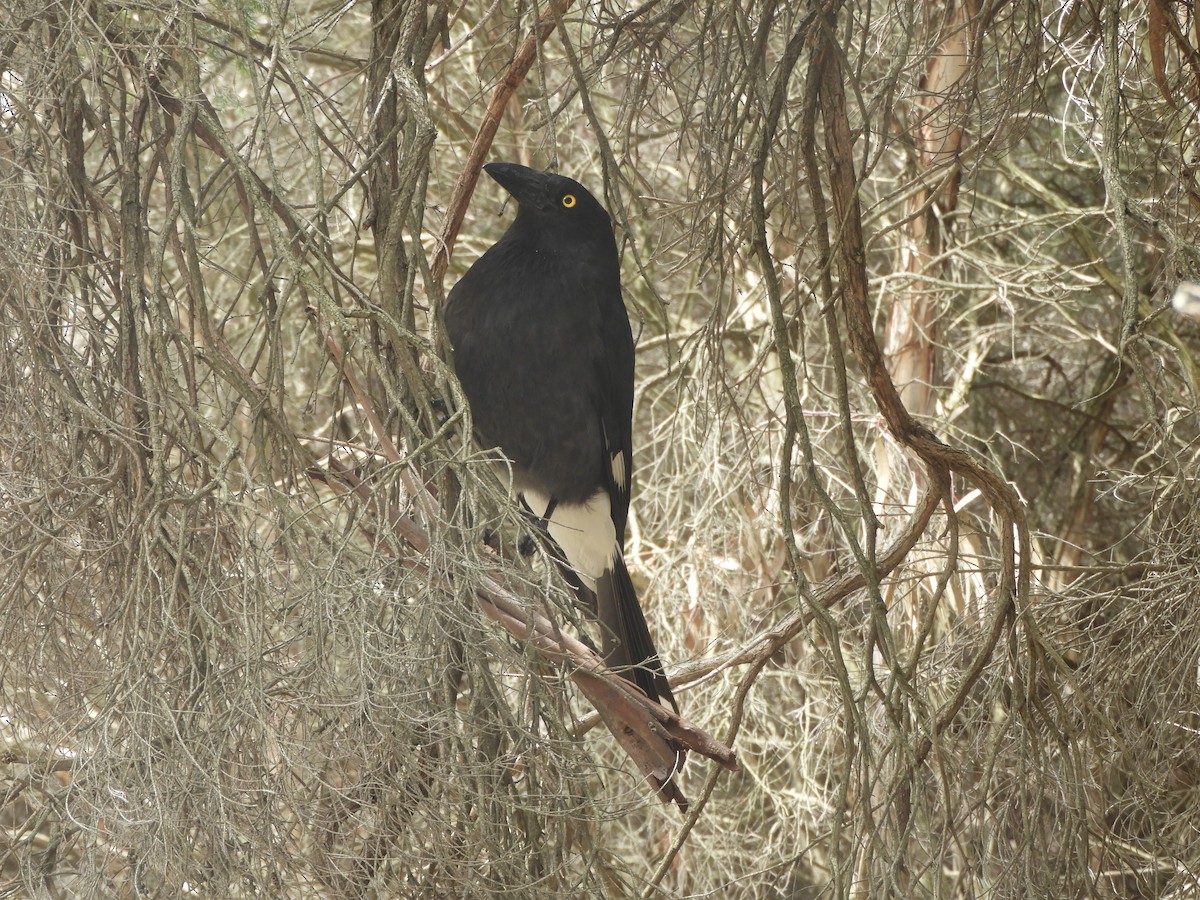 Verdugo Pío - ML645534916