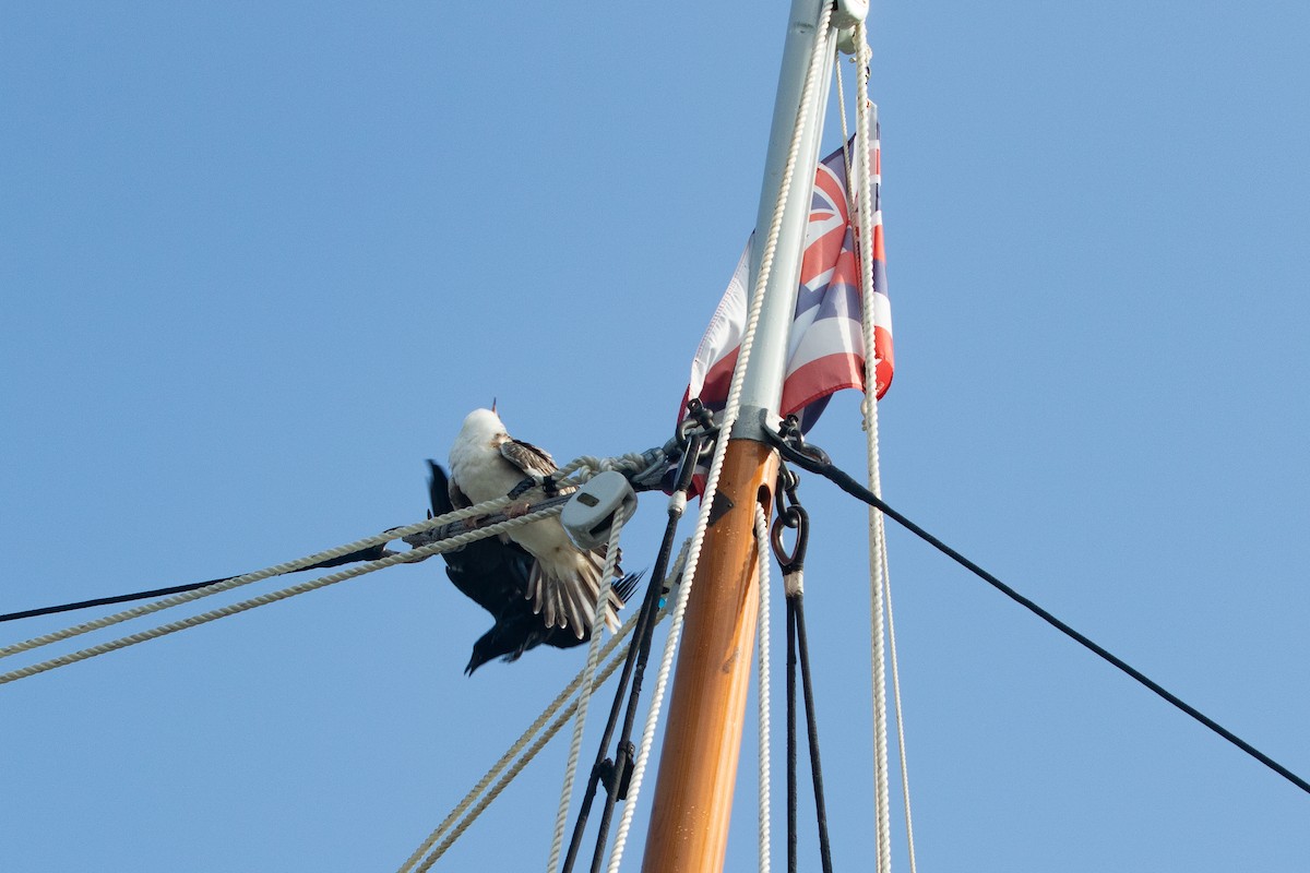 סולה אדומת-רגל - ML645534918