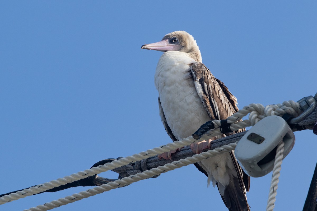 סולה אדומת-רגל - ML645534919