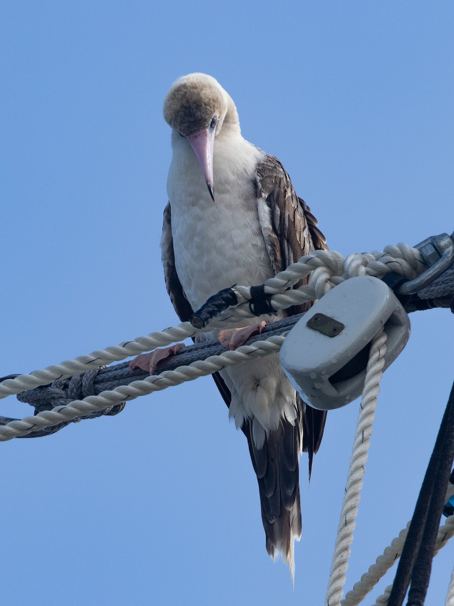 סולה אדומת-רגל - ML645534920