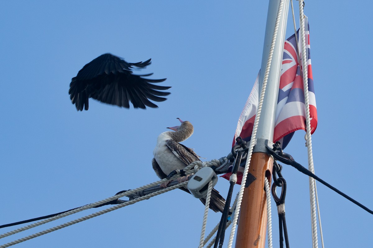 סולה אדומת-רגל - ML645534924
