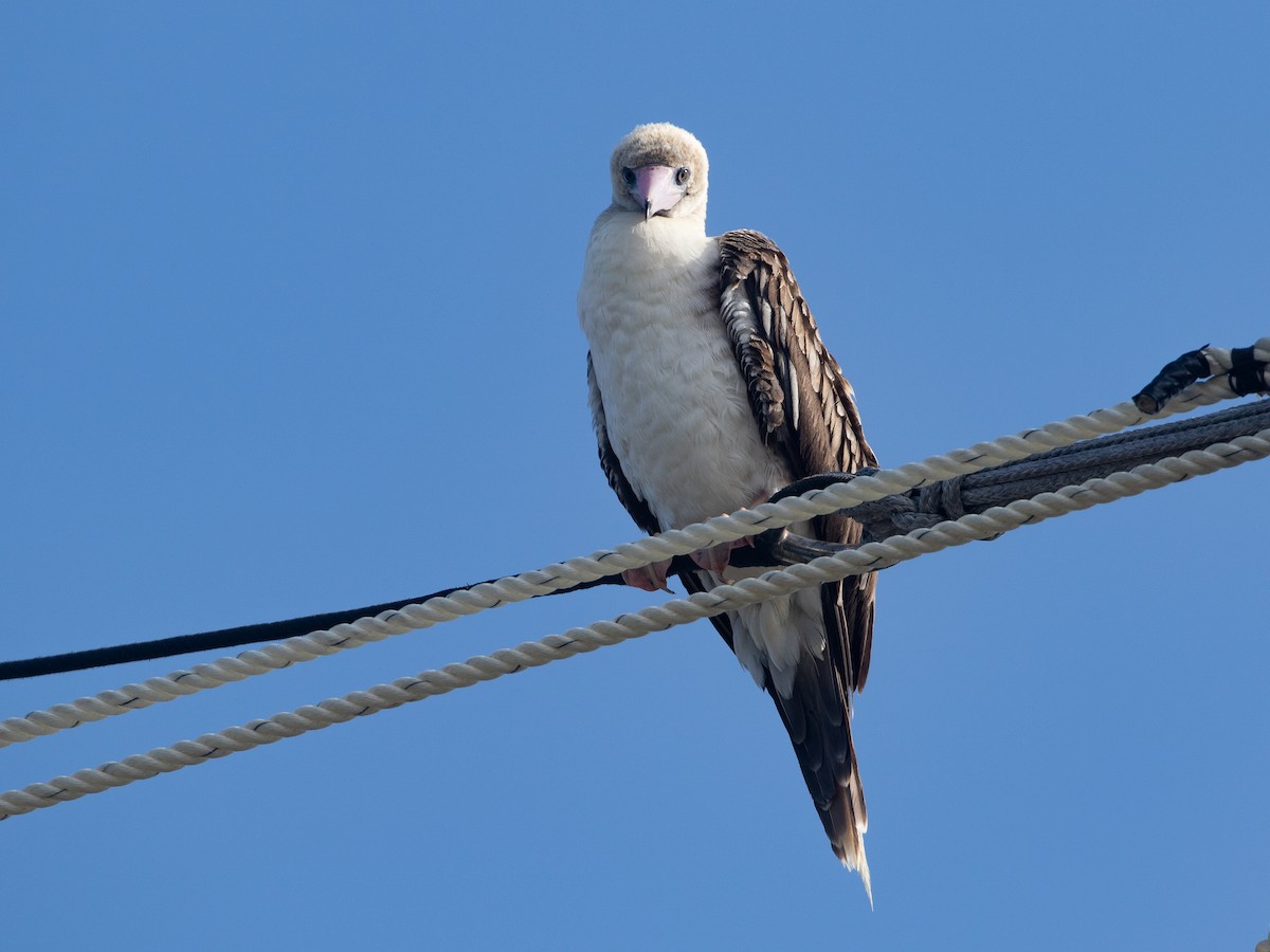 סולה אדומת-רגל - ML645534925