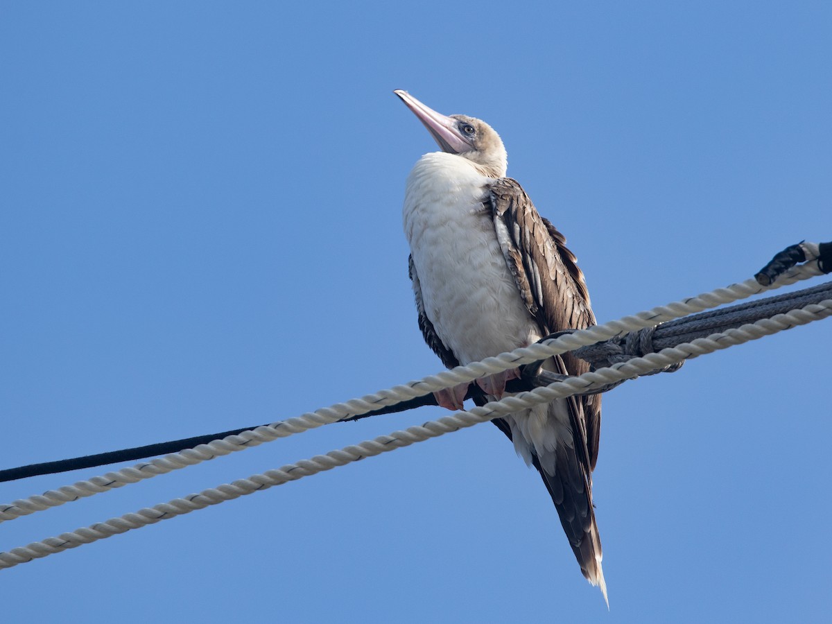 סולה אדומת-רגל - ML645534926