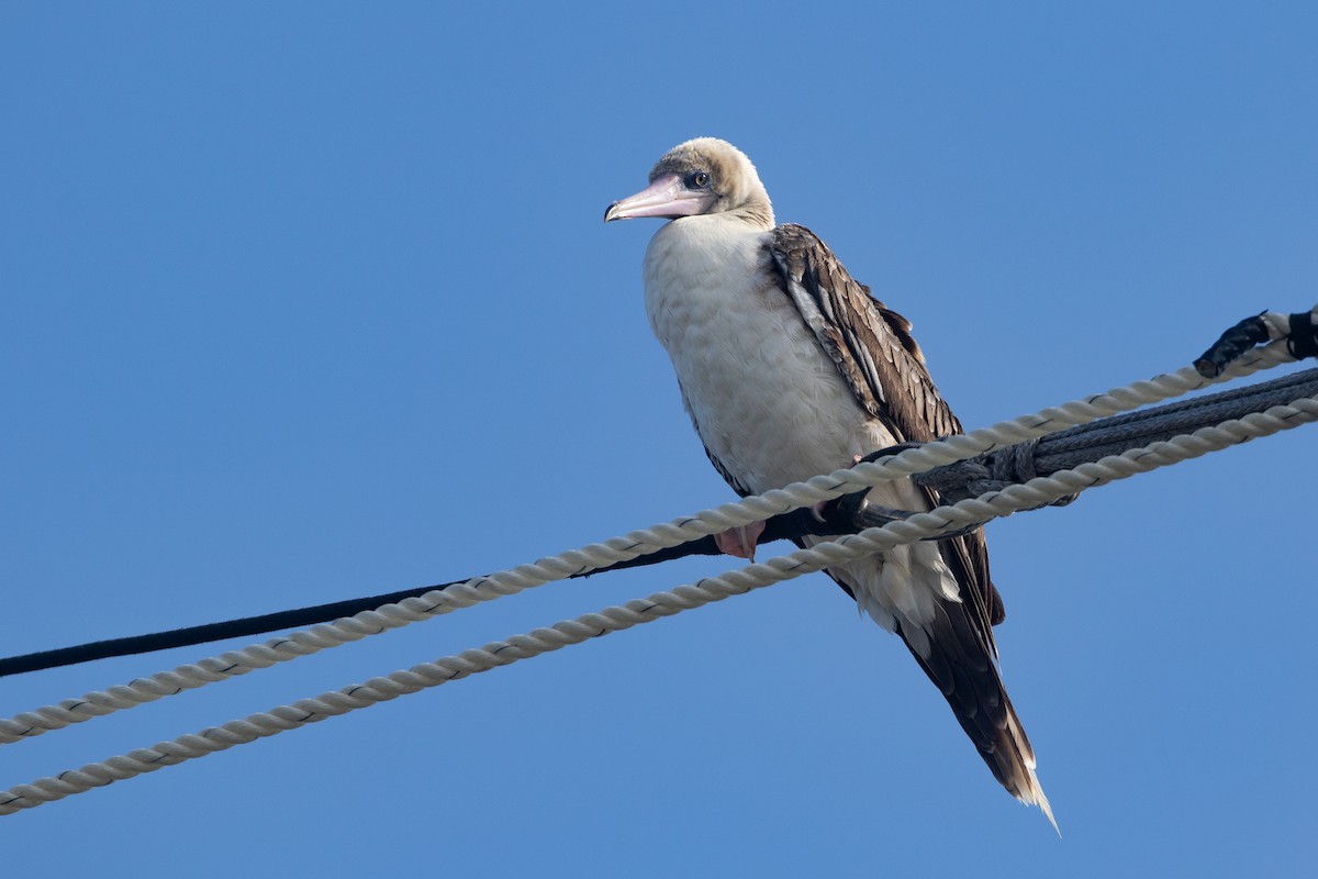 סולה אדומת-רגל - ML645534927