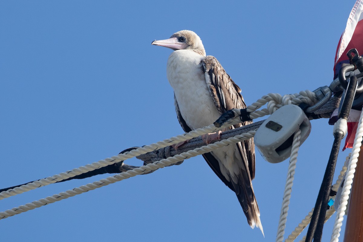 סולה אדומת-רגל - ML645534928