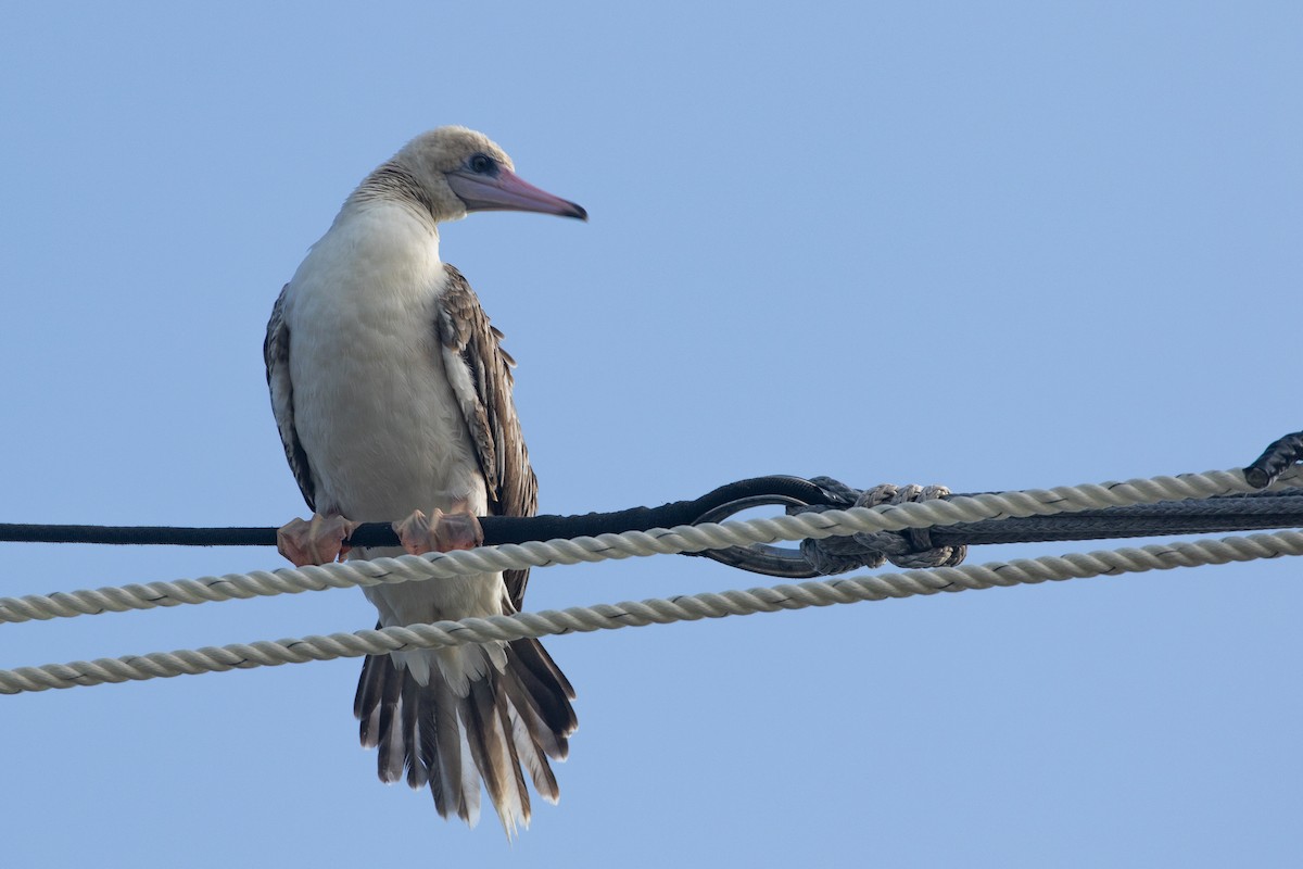 סולה אדומת-רגל - ML645534929