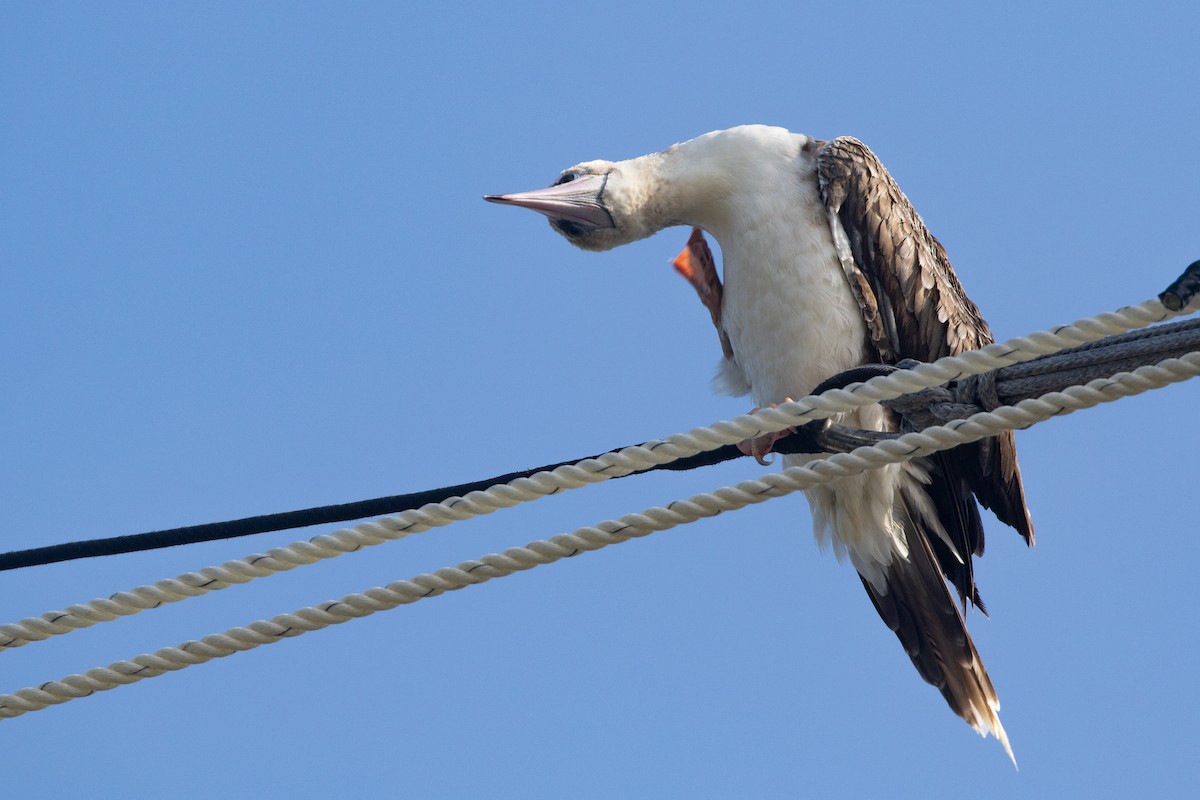 סולה אדומת-רגל - ML645534930