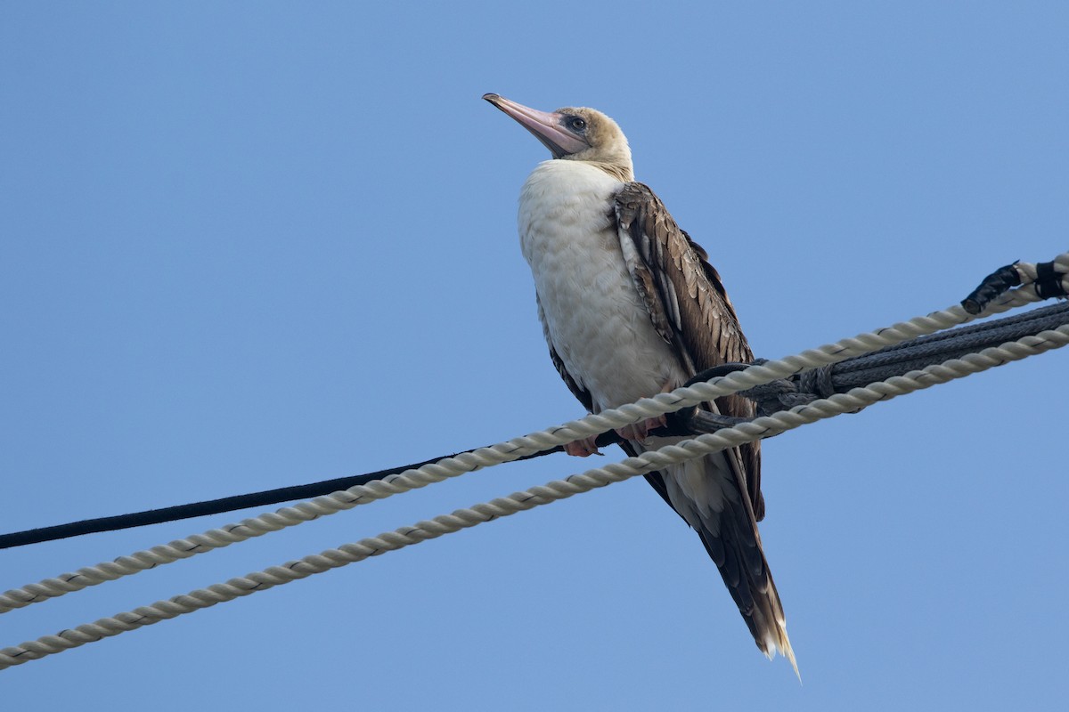 סולה אדומת-רגל - ML645534931