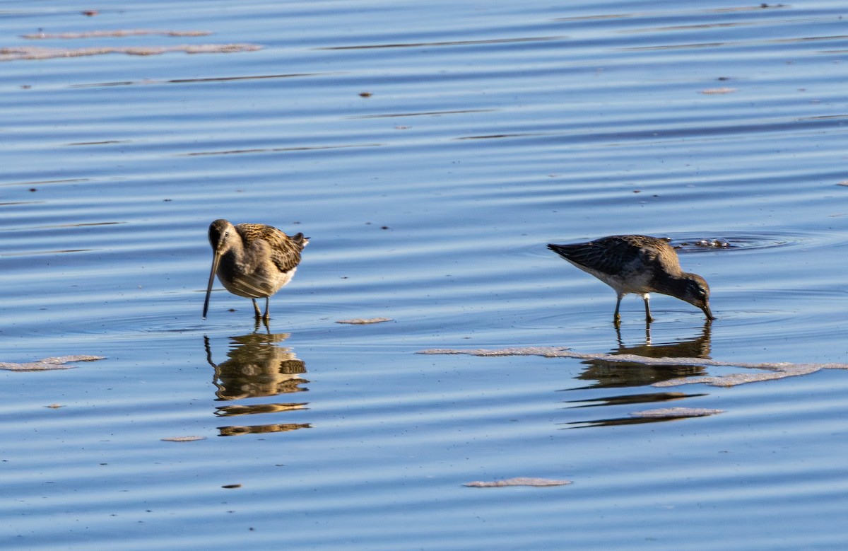 חרטומנית ארוכת-מקור - ML645534932
