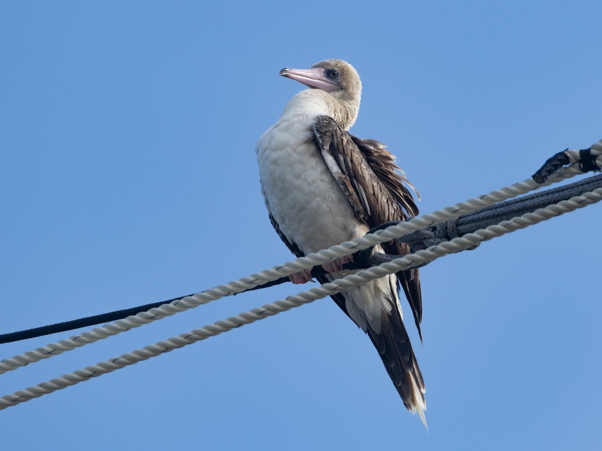 סולה אדומת-רגל - ML645534933