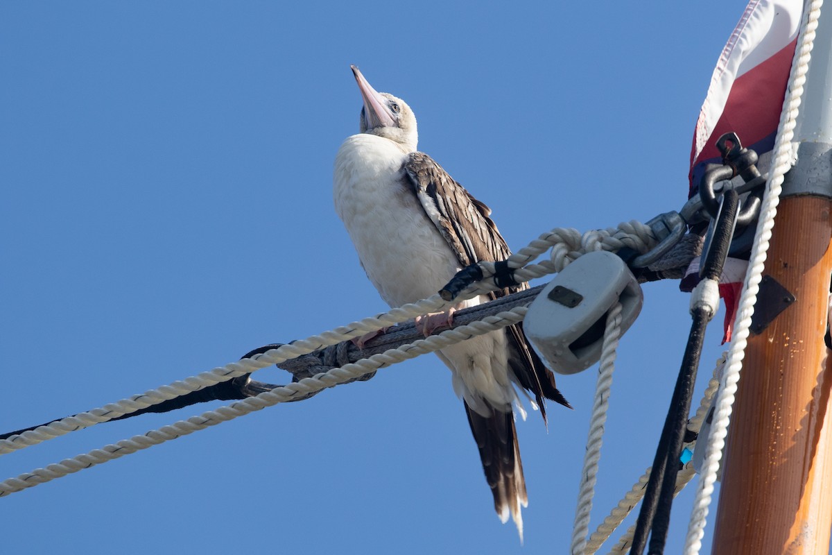 סולה אדומת-רגל - ML645534934