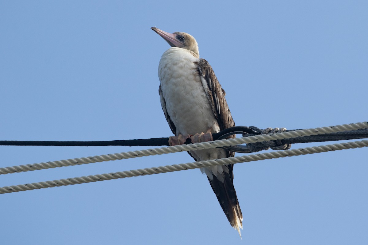 סולה אדומת-רגל - ML645534935