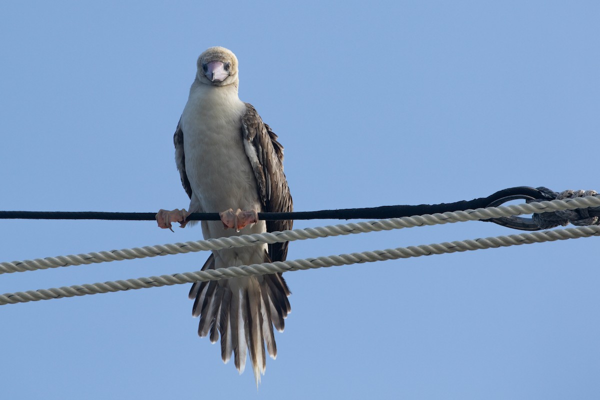 סולה אדומת-רגל - ML645534936