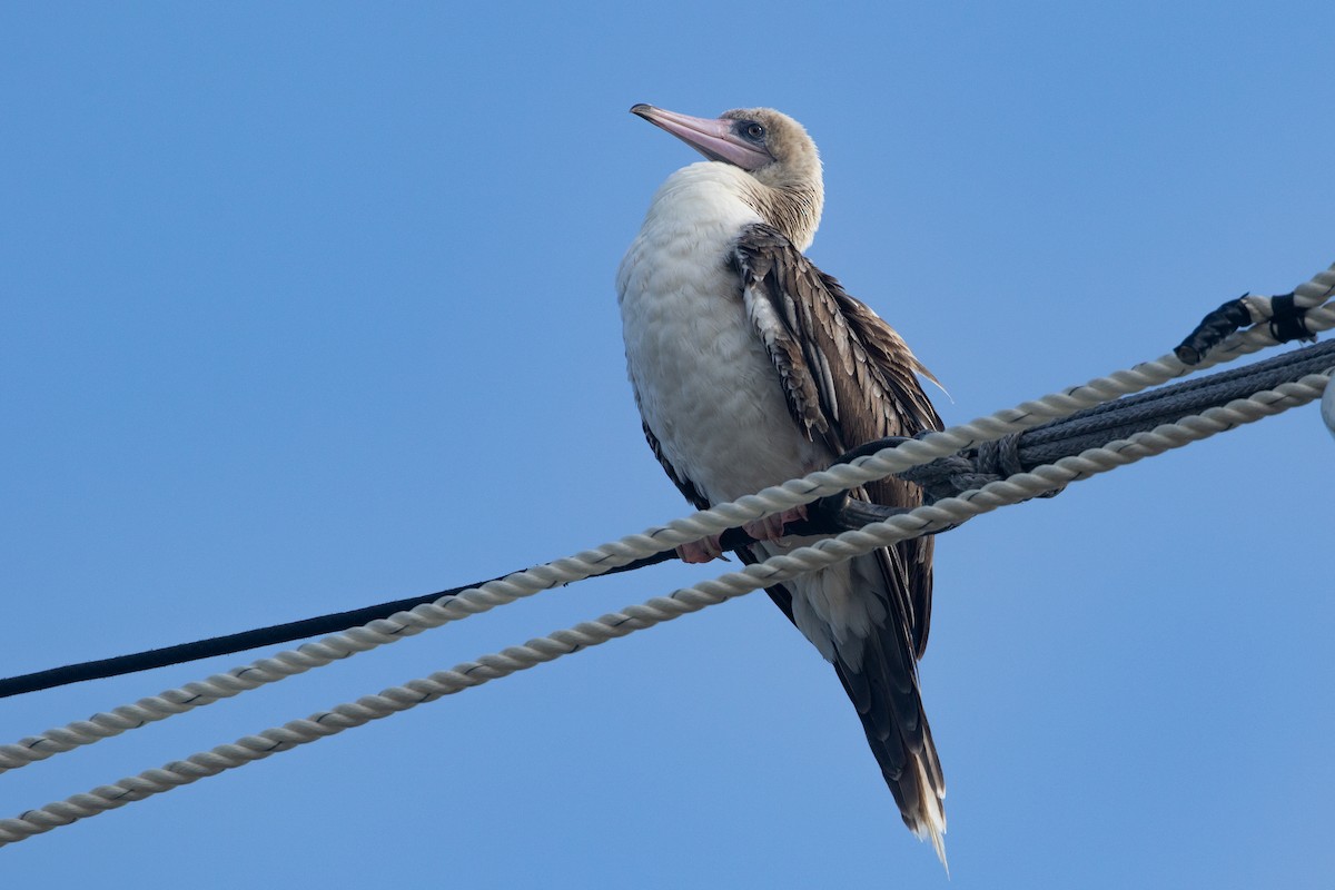 סולה אדומת-רגל - ML645534937