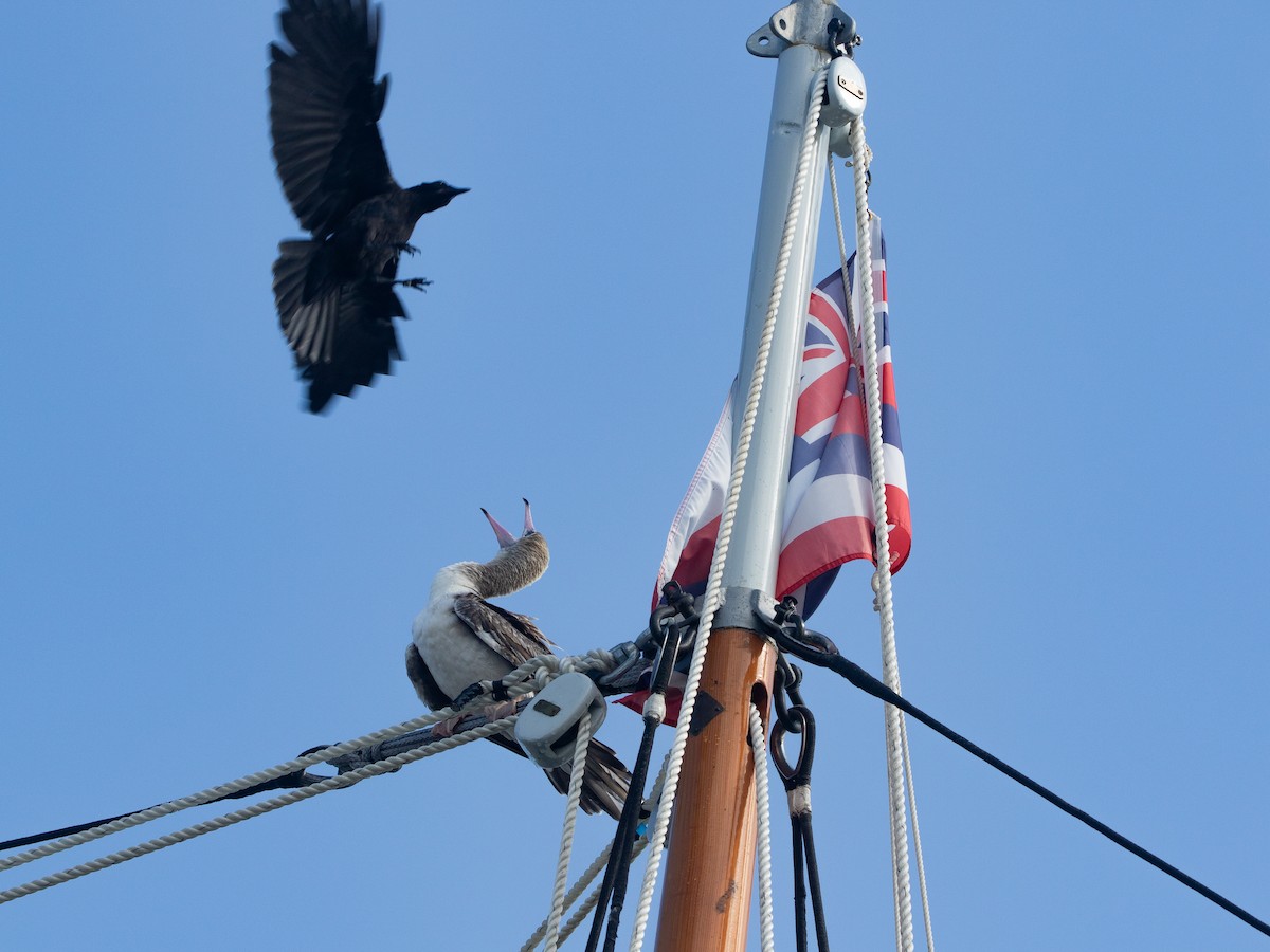 סולה אדומת-רגל - ML645534938