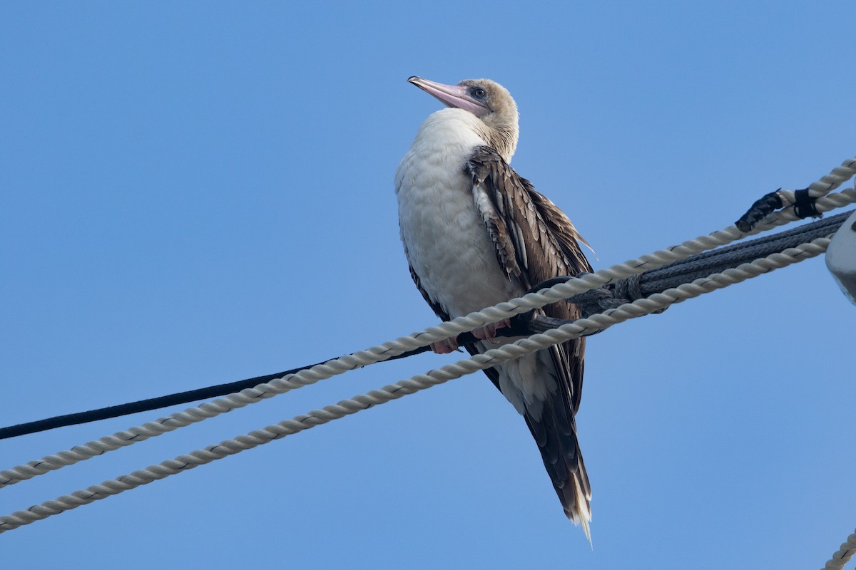 סולה אדומת-רגל - ML645534939