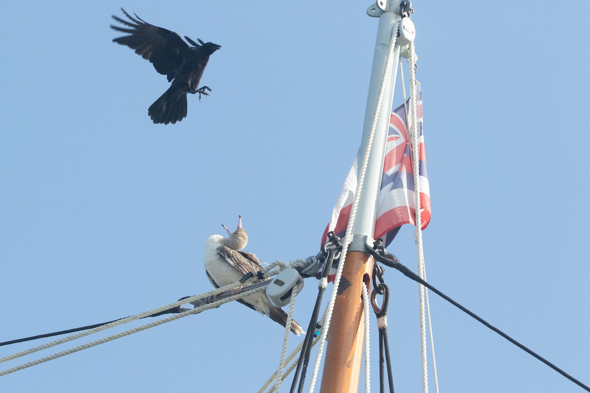 סולה אדומת-רגל - ML645534940