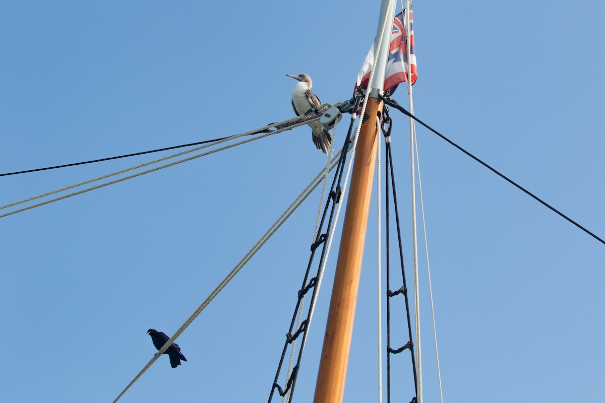 סולה אדומת-רגל - ML645534941