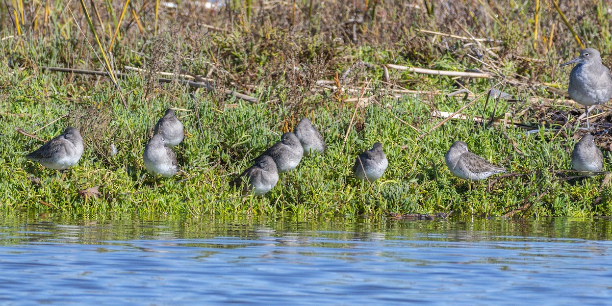 חרטומנית ארוכת-מקור - ML645534942